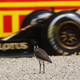Illustration for article titled This Bird At The Australian Grand Prix Just Doesnt Care